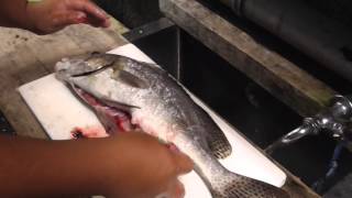 夜釣りでコロダイの釣果