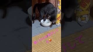 暑いから水遊び🥵#shorts #ねこ動画 #ねこのいる暮らし #cat #にゃーちゃん #にゃんちゅーぶ #にゃんちゅーばー  #猫のいる暮らし #保護猫 #猫好きさんと繋がりたい