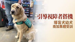 引導視障者搭機 導盲犬幼犬南加集體受訓｜今日加州