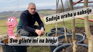 Sadnja Oraha – Genijalni Potez ili Katastrofa u Najavi?