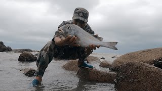 大潮后海边礁石滩海货遍地，阿明直接捡到爆桶，还有名贵大龙虾