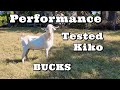 Check Out Our New Kiko Bucks | Performance Tested Kiko Goats | Goat Video