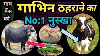 गाय भैंस को गाभिन ठहराने का No:1 नुस्खा Cow Buffalo ko Pregnant Taharane ka Nuskha