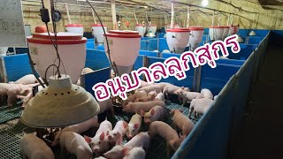 การอนุบาลลูกหมู