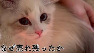 サイベリアンの子猫が売れ残っていた衝撃の理由