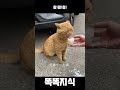 미친듯이 귀여운 고양이 모음 5탄 shorts