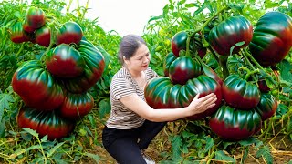 WOMAN Harvesting Giant Sweet Tomato Tropical,Destroy stinging bee hives - Harvesting and Cooking