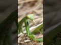 el canibalismo de las mantis shorts viral