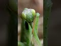 el canibalismo de las mantis shorts viral