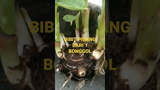 Cara Perbanyak Bibit Pisang Dari 1 Bonggol Dapat Banyak @muller-yt #shorts #short #kebun #pisang