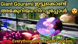 Everything about Giant Gourami | Giant Gourami in Aquarium | Breeding | Malayalam | Jo Aqua Farm