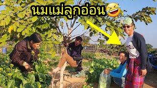 ep: 439 นมแม่ลูกอ่อน ยานมาก🤣🤣🤣🤣