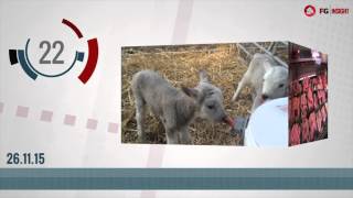 FGinsight 60 second news: November 26, 2015