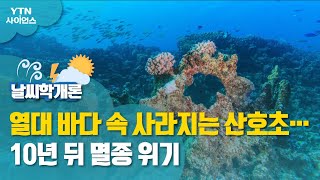 [날씨학개론] 열대 바다 속 사라지는 산호초…10년 뒤 멸종 위기 / YTN 사이언스