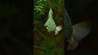 Animal Facts Discover Weaver Bird #animals #short