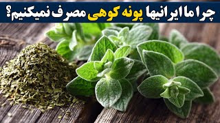 از پونه کوهی چه می دانید؟