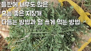 지칭개는 어떻게든 활용해서 먹어야 합니다 약성도 좋고 지천에 정말 많거든요