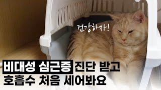 우리집 고양이 비대성 심근증(HCM) 진단 받고 호흡수 처음 세어 봐요