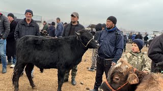 ВАКТИ САВДО НАРҲИ БУҚА БУҚАЧА МОЛИ МАЙДА КАЛОН 2 ЯНВАРЯ 2023 БОЗОРА ТОМОШО КУНЕН