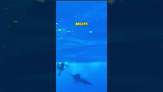 What the Heck! 🫣 who's spearing who😳 Blue Marlin Vs Man. Crazy Rumble in the oceans