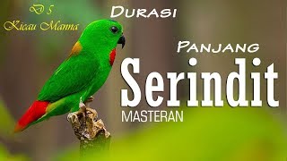 Denak Burung Serindit Dada Merah Blue Crowned Hanging Parrot Hd