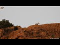 بزنە کێوی کارە کێوی bezoar goat ماعز البري شاخی بەمۆ bamo mountain جبل بمو wild animals in kurdistan