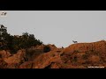 بزنە کێوی کارە کێوی bezoar goat ماعز البري شاخی بەمۆ bamo mountain جبل بمو wild animals in kurdistan