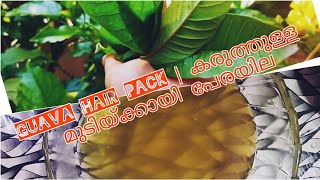 Guava hair pack| കരുത്തുള്ള മുടിയ്ക്കായി പേരയില