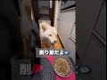 【3匹の柴犬 夕飯ウマウマ】今日も涼しくって快適🍃秋っていいですね💕︎るーちゃんまた飯スト⁉️最後は完食満腹🍴🐷💓 柴犬 しばいぬ ＃りーまーるー