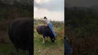 人间烟火气，最抚凡人心，在小山村走走，拍拍一些小风景，生活不止诗和远方，回忆起儿时的快乐 #回家放牛 #农村女孩 #农村生活