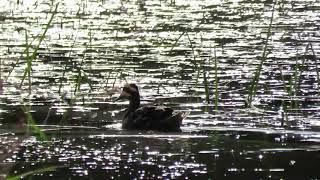 Mallard on silvery pond