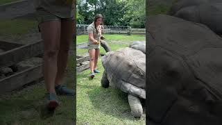 Juliette feeding giant Aldabra tortoises 🐢
