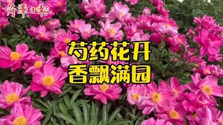 芍药花开，香飘满园