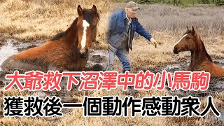 70歲老人救下沼澤中的小馬駒，寒冷天氣發生溫暖一幕，一個舉動感動眾人#小馬駒#報恩#治愈#施救