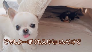 こたつの中に入るのを謎の交代制にしてる兄犬と妹犬。