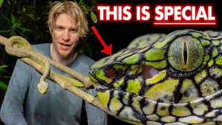 This venomous snake has NEVER been filmed in the wild!