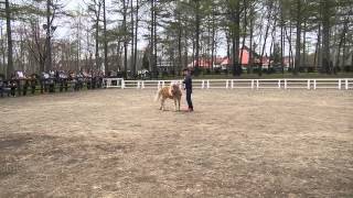 ♪ノーザンホースパーク★小次郎君横歩き♪