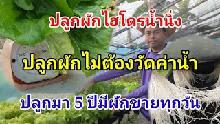 ปลูกผักไม่วัดค่าน้ำ Hydroponics / #บ้านสวนกิตติธรา #ผักสลัด