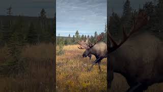 Charged by a Huge Bull Moose Intro