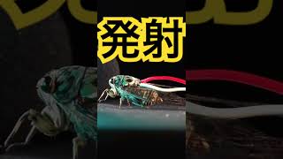 【ｺﾝｷﾞｮ】セミで#弾いてみた