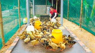 Woman makes duck cage, plastic net fence - Buy a flock of ducklings to raise. Dien Tieu Van