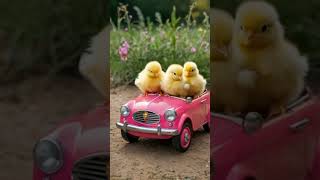 Baby chicks on the car -Cute chick sound -yellow chick short #cuteanimals  #animals#youtubeshorts