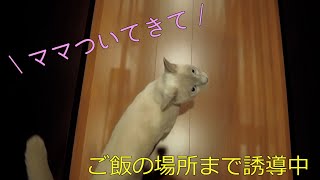 【犬に似ている！？】【トンキニーズ】2回目のご飯催促が可愛すぎる（＃15）