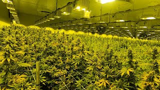 Take a tour of the largest cannabis grow facility in N.J.