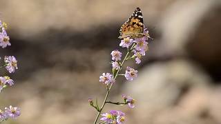 Butterfly observation