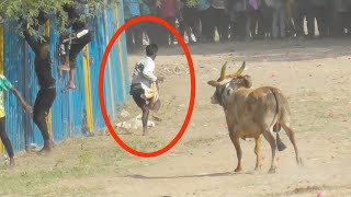 இன்று தென்னலூரில் மித்ரன் 😍||தம்பி ஓடு 👆||jallikkattu ||jallikkattu video