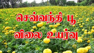 செவ்வந்தி பூ விலை உயர்வு | Agri Doctor