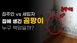 집에 생긴 곰팡이 누구의 책임일까요?  l  feat. 곰팡이 없애는 꿀팁