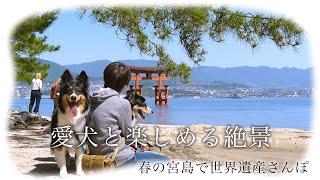 【世界遺産をお散歩】宮島の厳島神社や海に浮かぶ大鳥居、きれいな自然を犬連れで満喫 | ボーダーコリーのレイとオーストラリアンシェパードのハルと楽しむ田舎暮らし | 島根県津和野町で愛犬と田舎暮らし