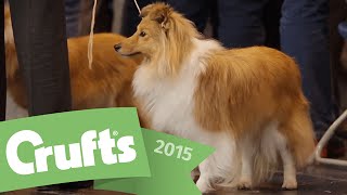 Best of Breed - Shetland Sheepdog and winner's interview  | Crufts 2015